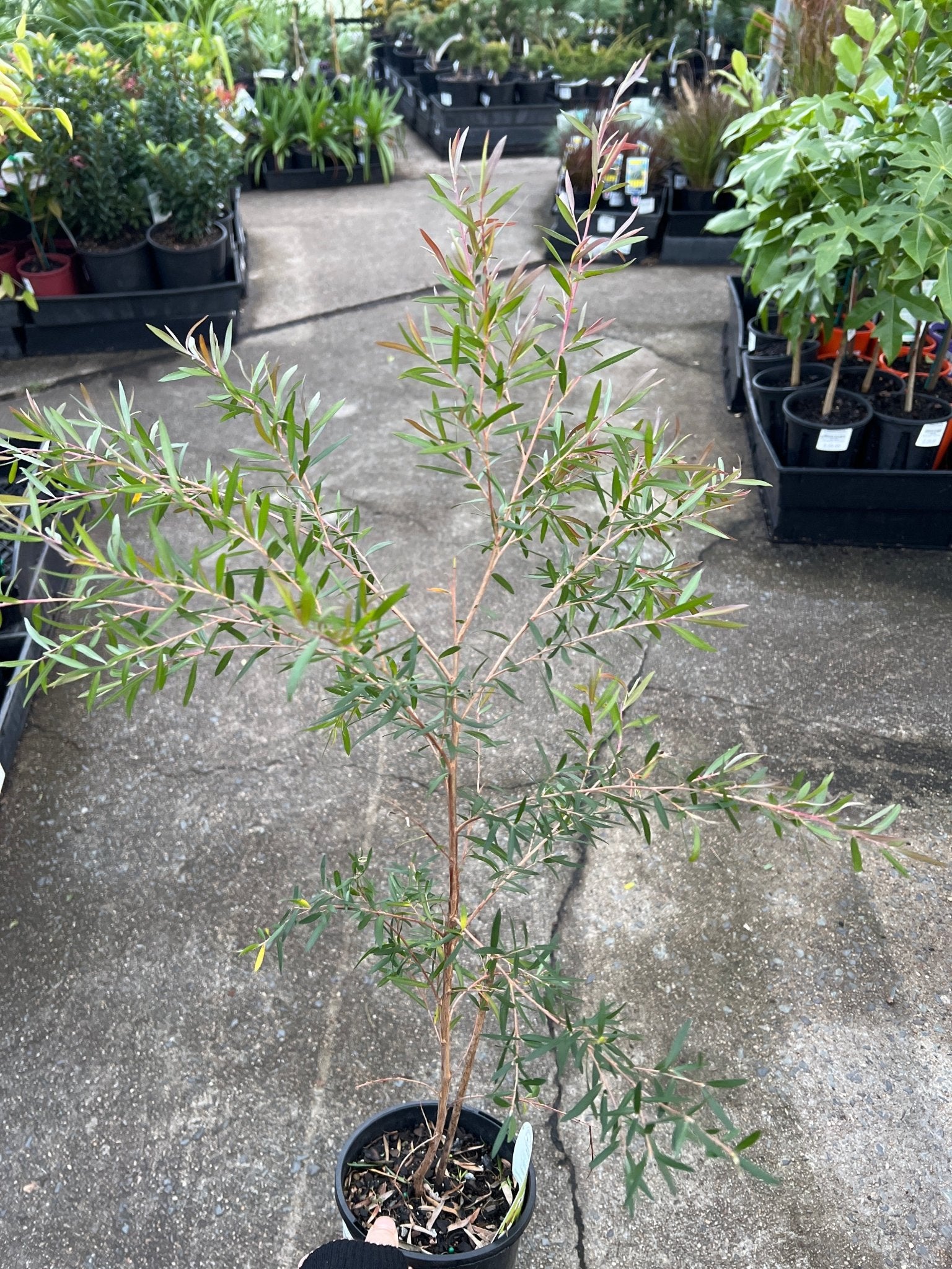 Leptospermum ‘Starry Night’ (Leptospermum obovatum) - Ladybird Nursery