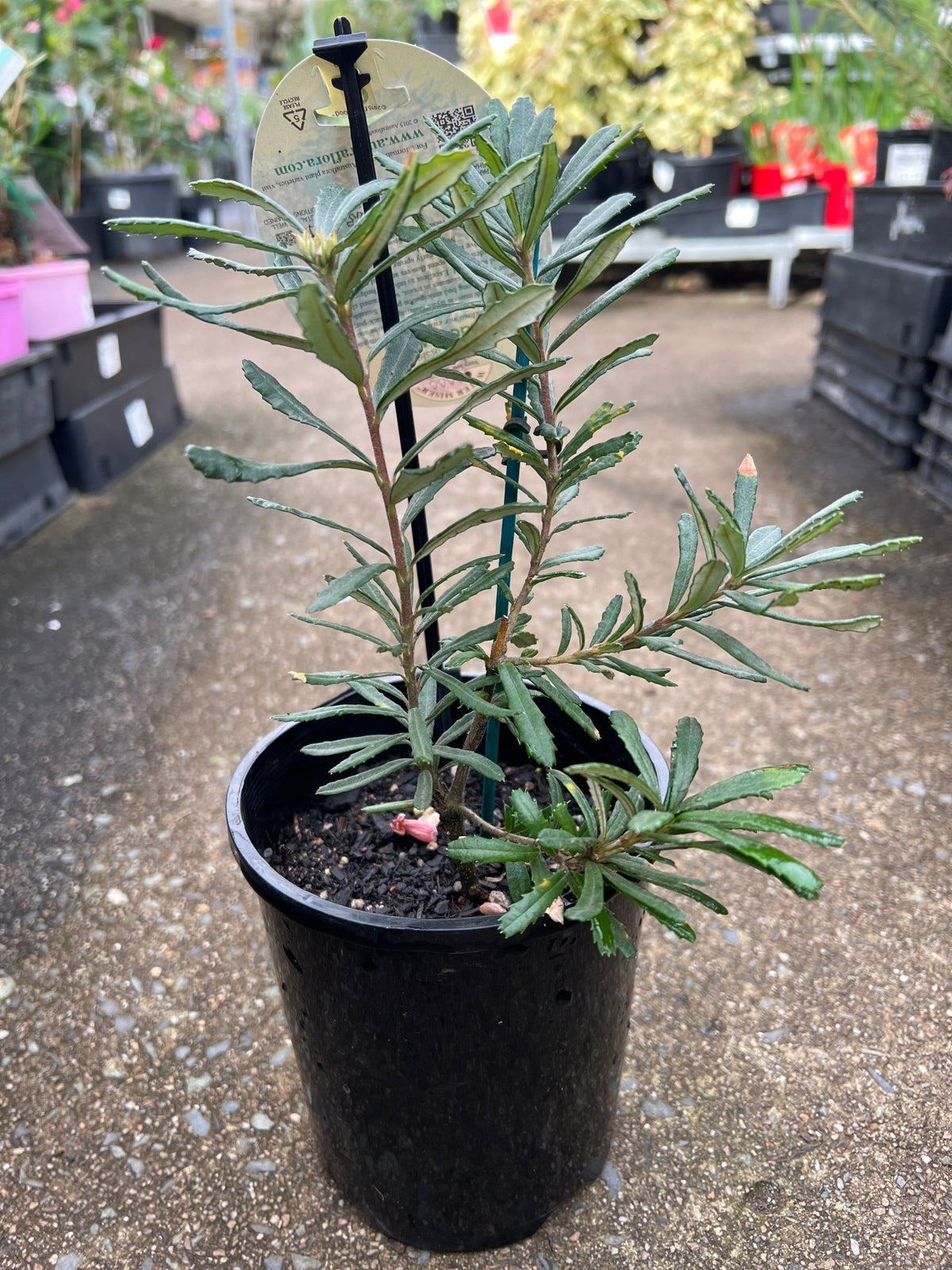 Banksia 'Black Magic' - Ladybird Nursery