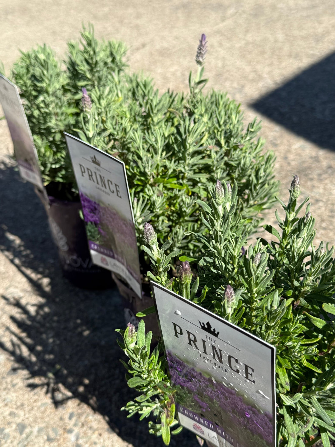 Lavender 'The Prince' - Ladybird Nursery