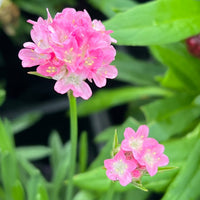 Armeria Dreameria™ 'Daydream' - Ladybird Nursery