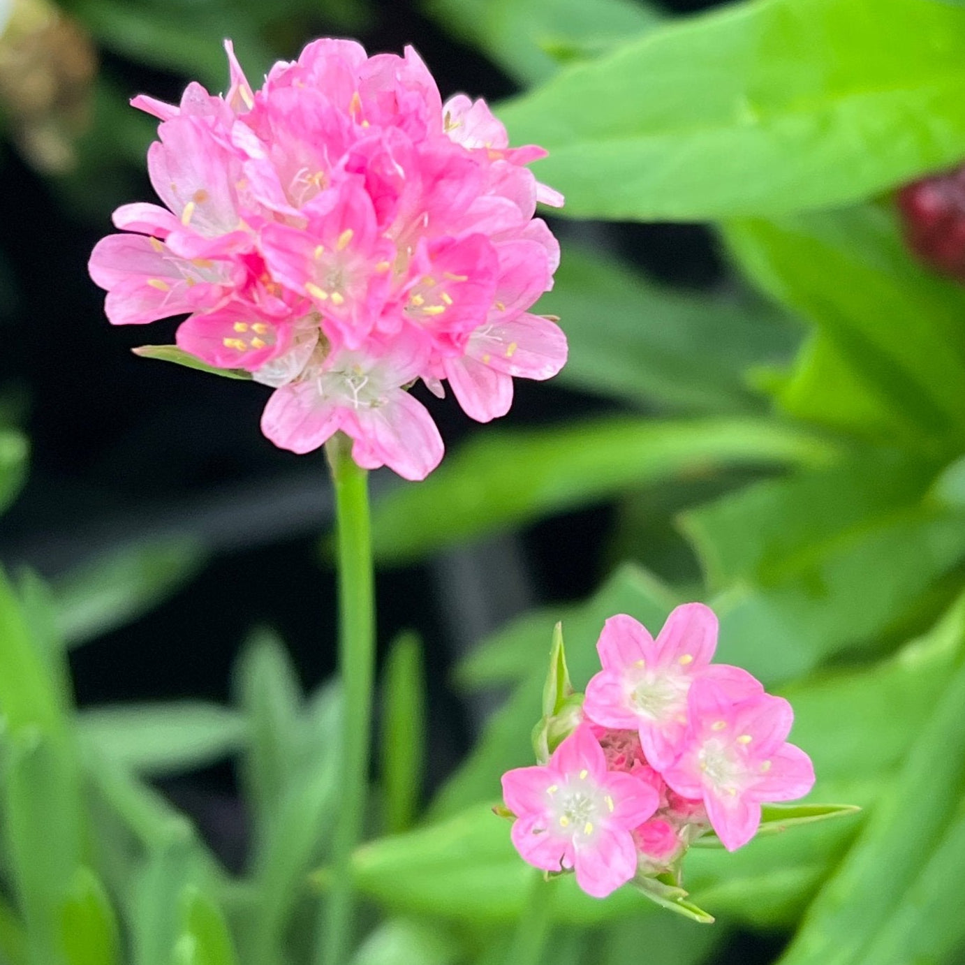 Armeria Dreameria™ 'Daydream' - Ladybird Nursery