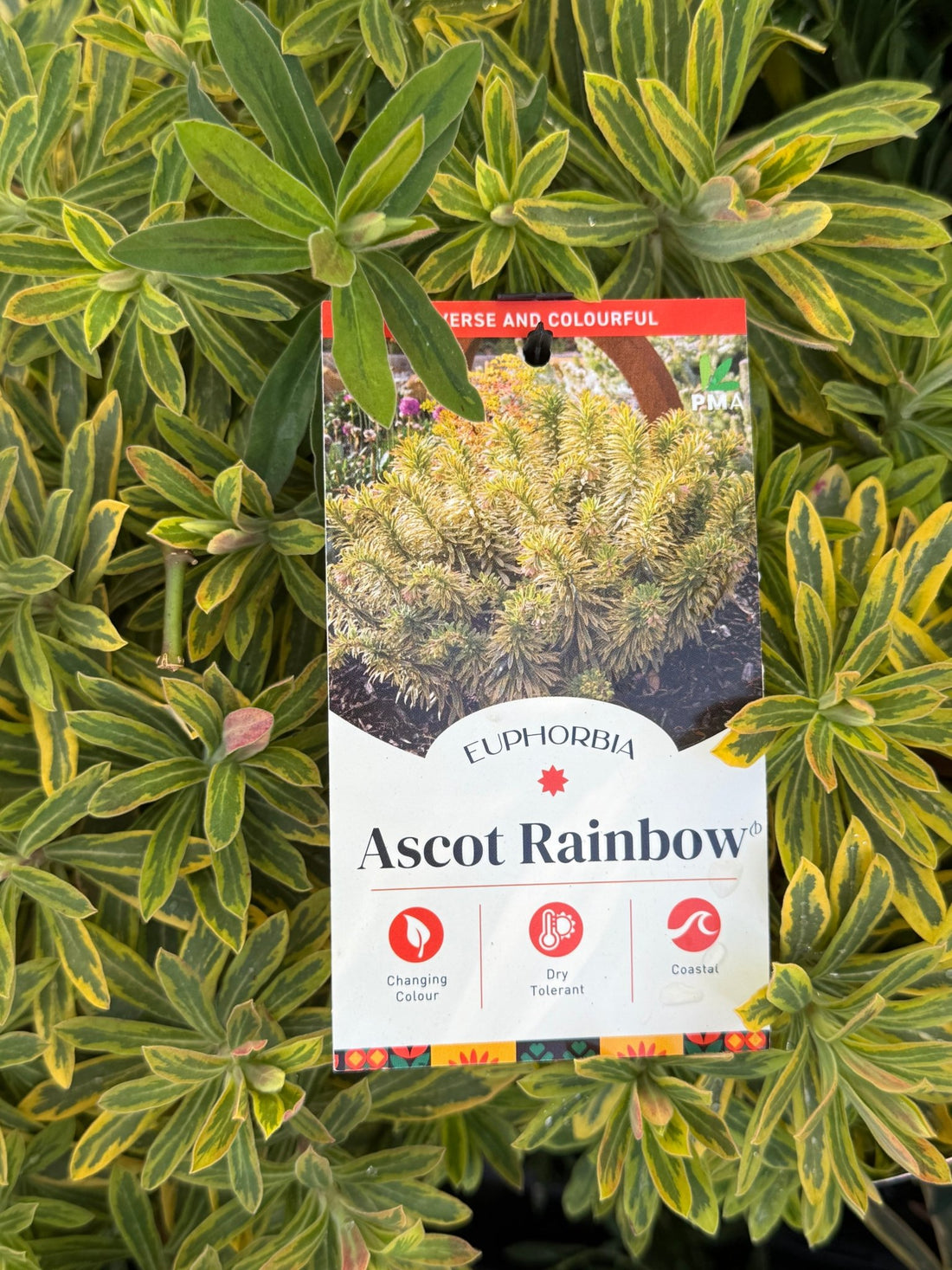 Rainbow Spurge 'Ascot Rainbow' (Euphorbia x Martinii) - Ladybird Nursery