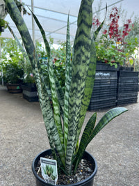 Sansevieria 'Trifasciata' - Ladybird Nursery