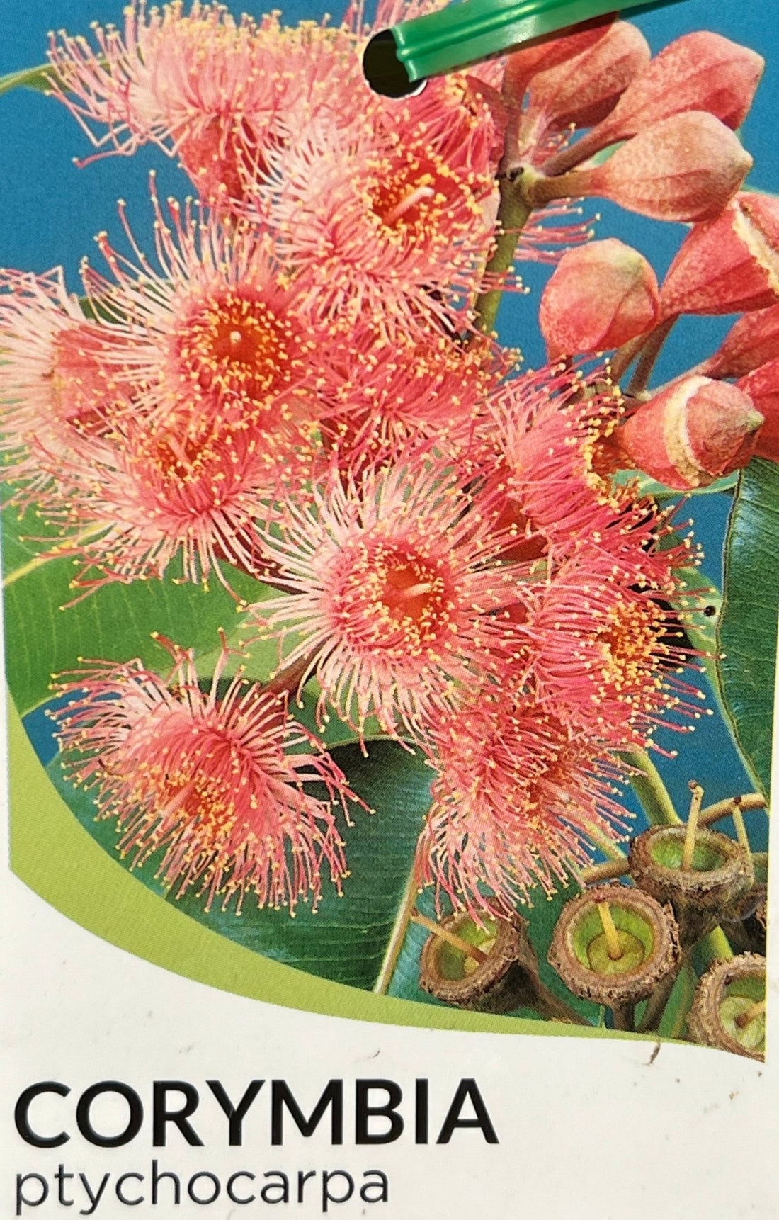Swamp Bloodwood (Corymbia ptychocarpa) - Ladybird Nursery
