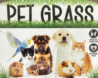 Pet Grass (Dactylis glomerata) - Ladybird Nursery