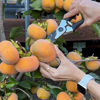 Persimmon ‘Fuyu’ (Non-Astringent) - Ladybird Nursery