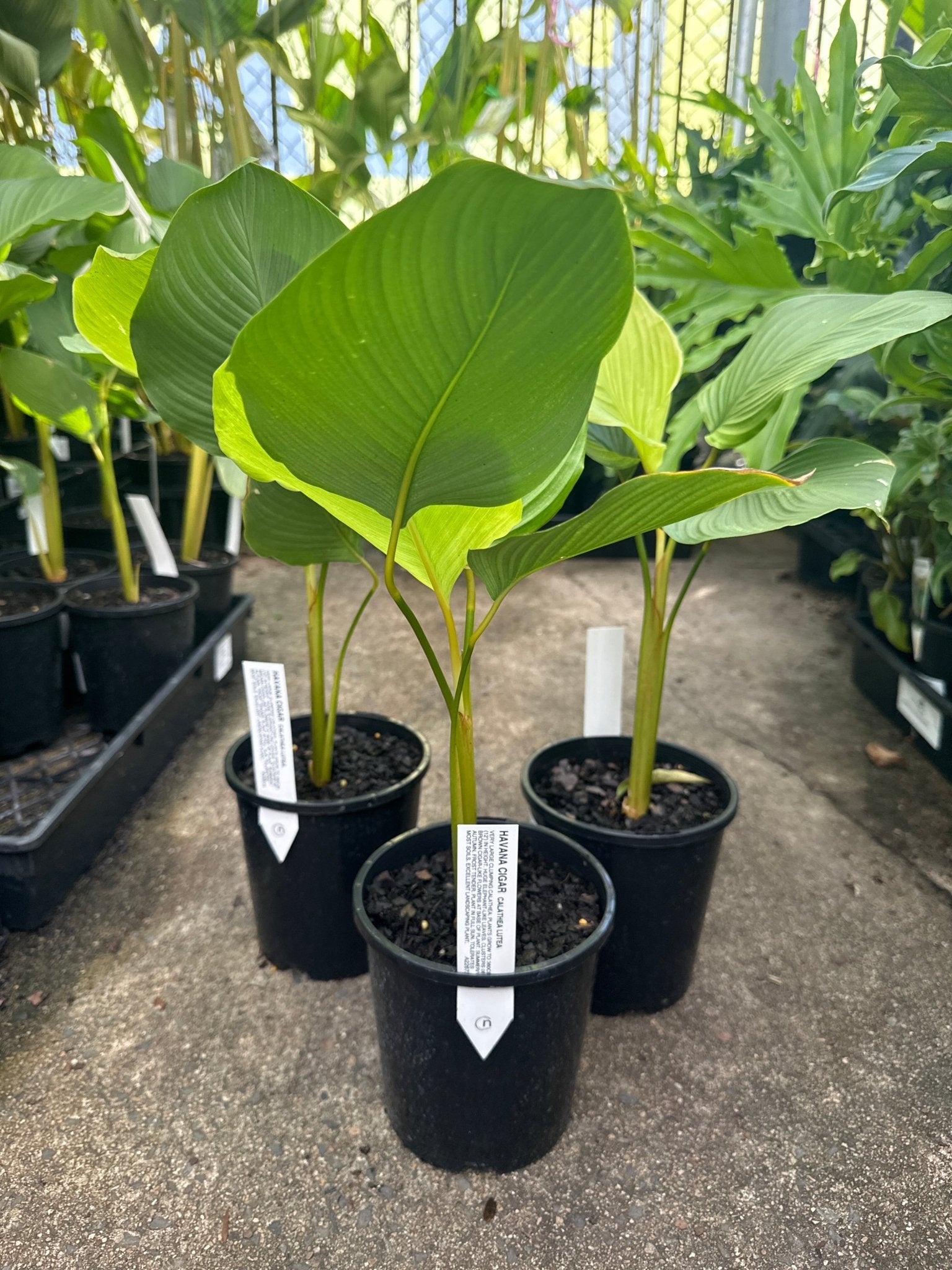 Calathea Lutea (Cuban Cigar) - Ladybird Nursery
