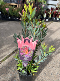Leucadendron 'Devils Blush' - Ladybird Nursery