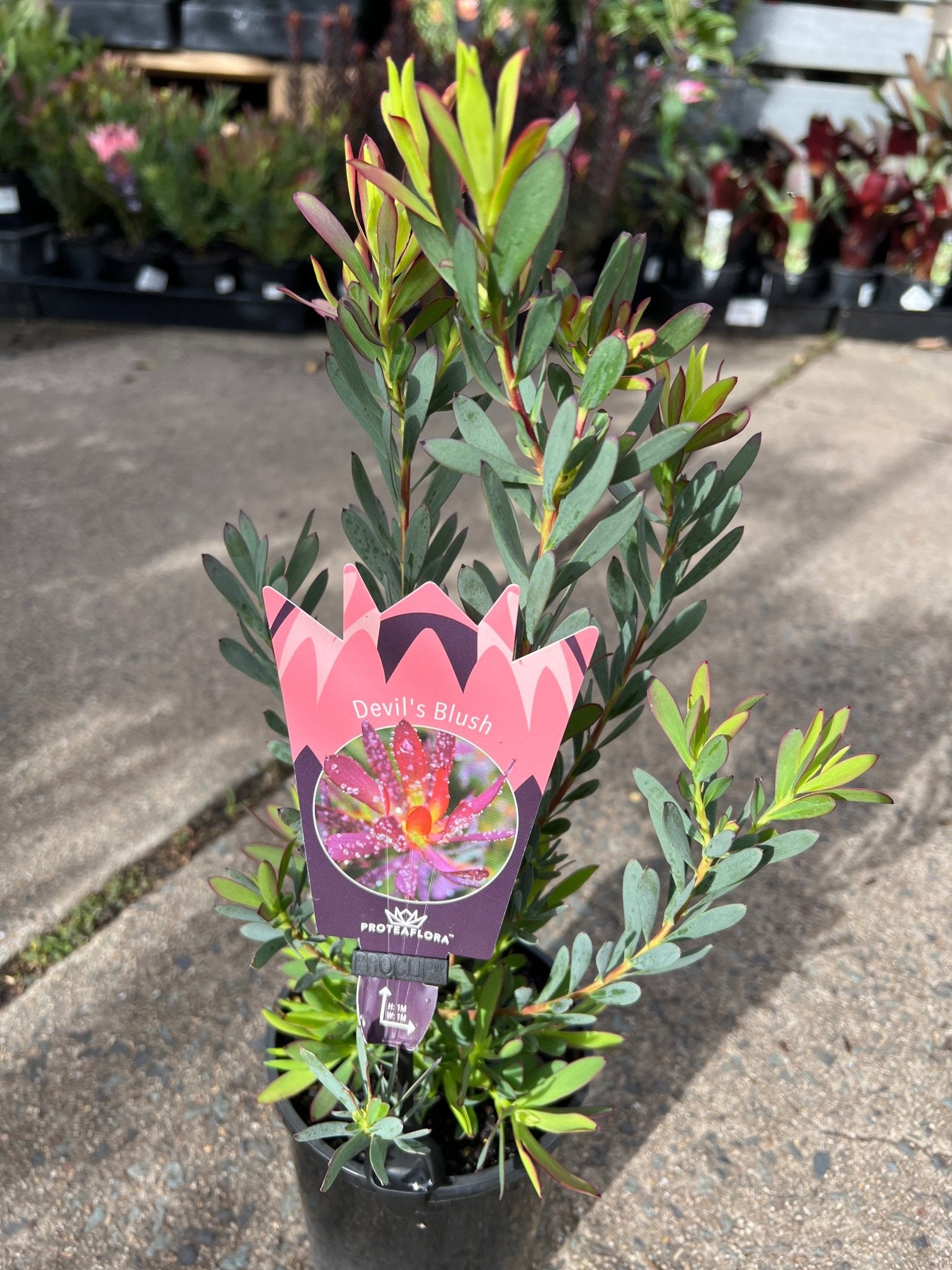 Leucadendron 'Devils Blush' - Ladybird Nursery