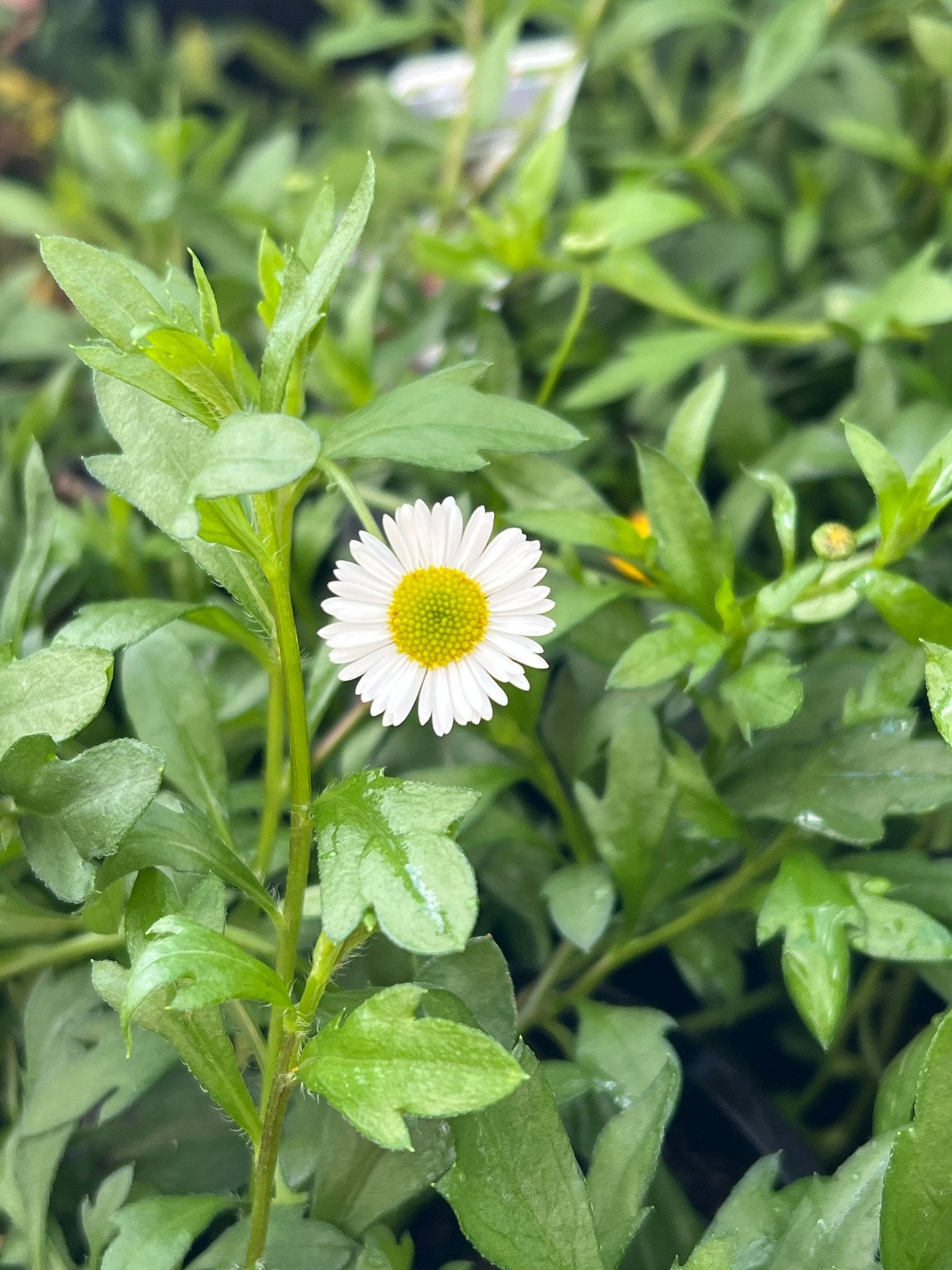 Seaside Daisy 'Profusion' (Erigeron karvinskianus) - Ladybird Nursery
