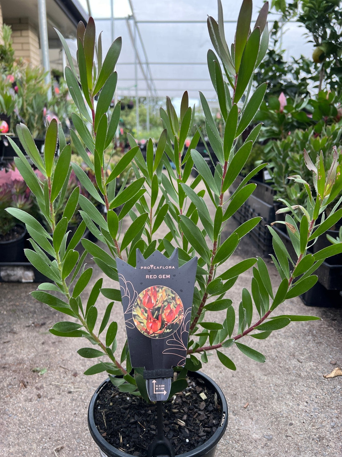 Leucadendron ‘Red Gem’ - Ladybird Nursery