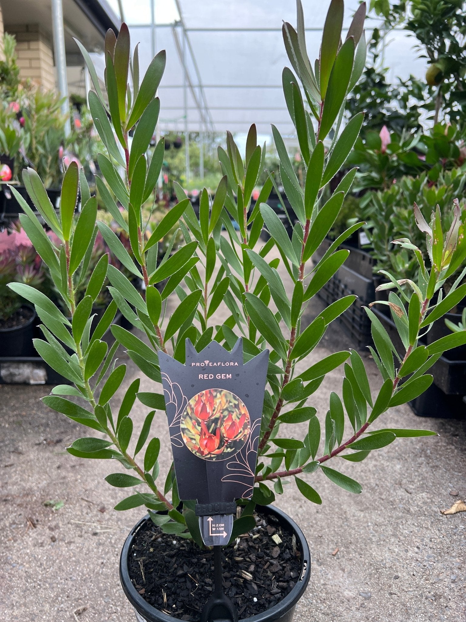 Leucadendron ‘Red Gem’ - Ladybird Nursery