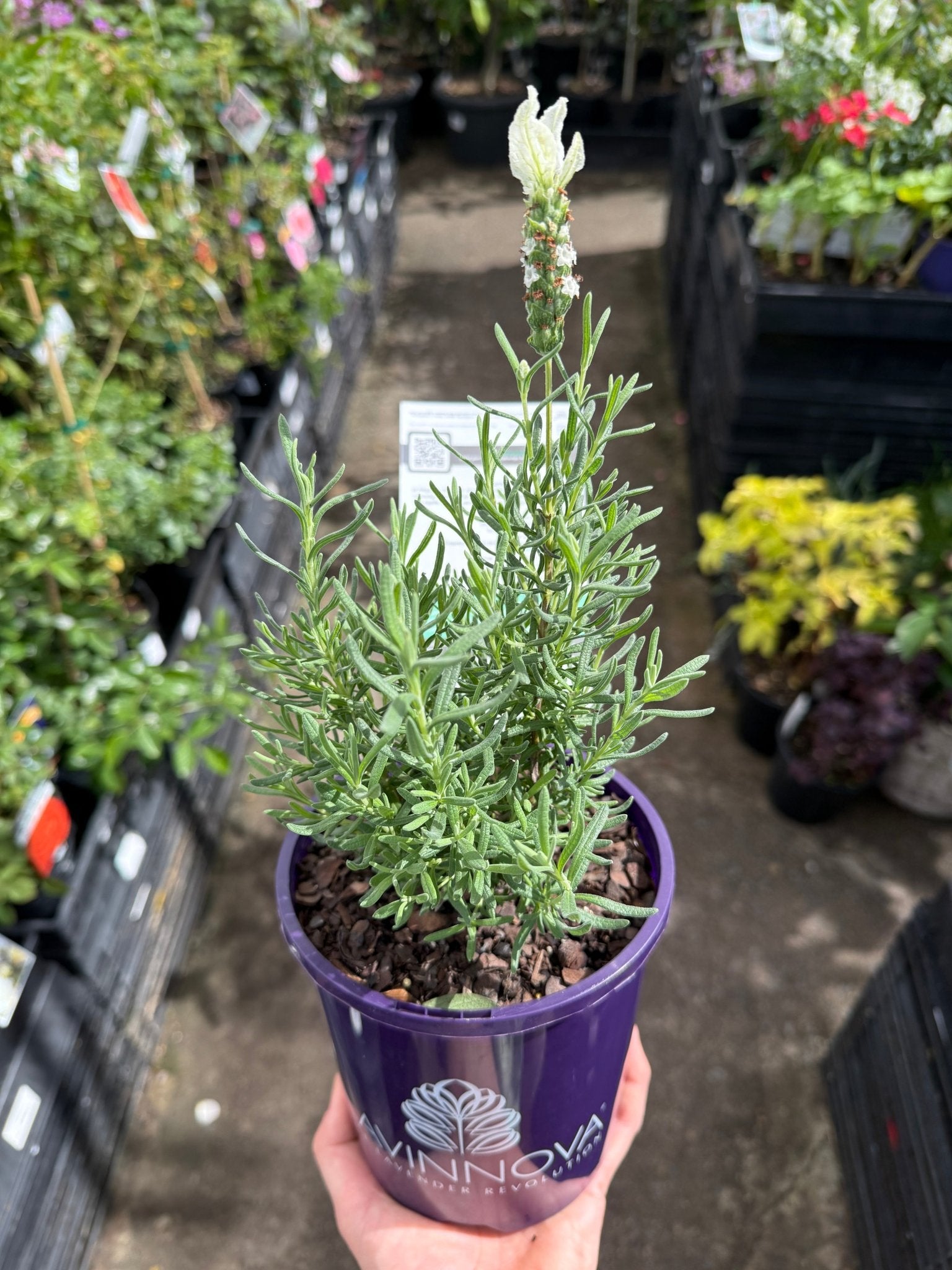 Lavender 'The Snow Princess' (Lavandula hyb.) - Ladybird Nursery