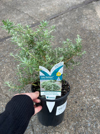 Coastal Rosemary 'Low Horizon™' (Westringia fruticosa) - Ladybird Nursery