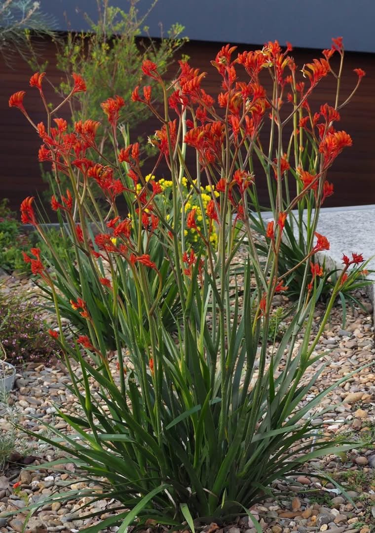 Kangaroo Paw 'Amber Velvet' (Anigozanthos hybrid) - Ladybird Nursery