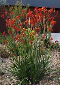 Kangaroo Paw 'Amber Velvet' (Anigozanthos hybrid) - Ladybird Nursery