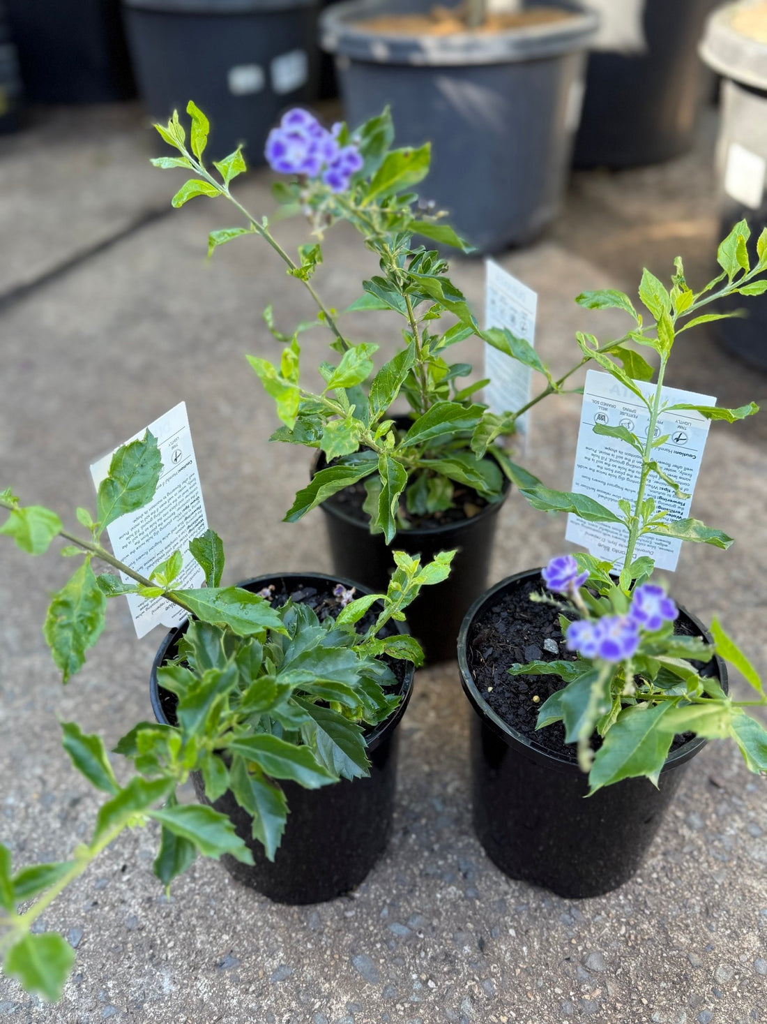 Golden Dewdrop Blue (Duranta erecta) - Ladybird Nursery
