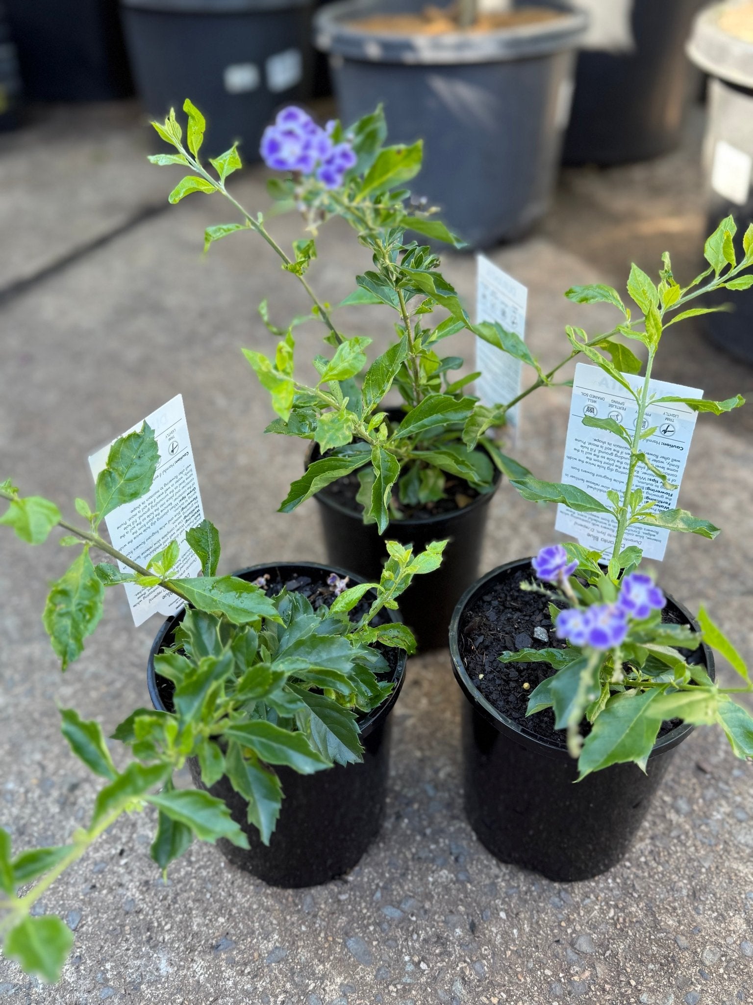 Golden Dewdrop Blue (Duranta erecta) - Ladybird Nursery