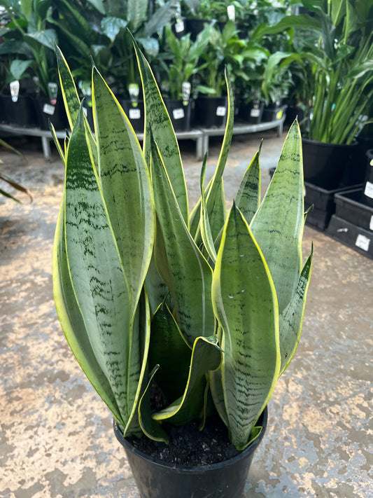 Snake Plant 'Snow' (Sansevieria Trifasciata) - Ladybird Nursery