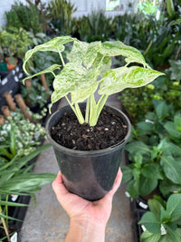 Variegated Elephant Ear (Alocasia odora) - Ladybird Nursery