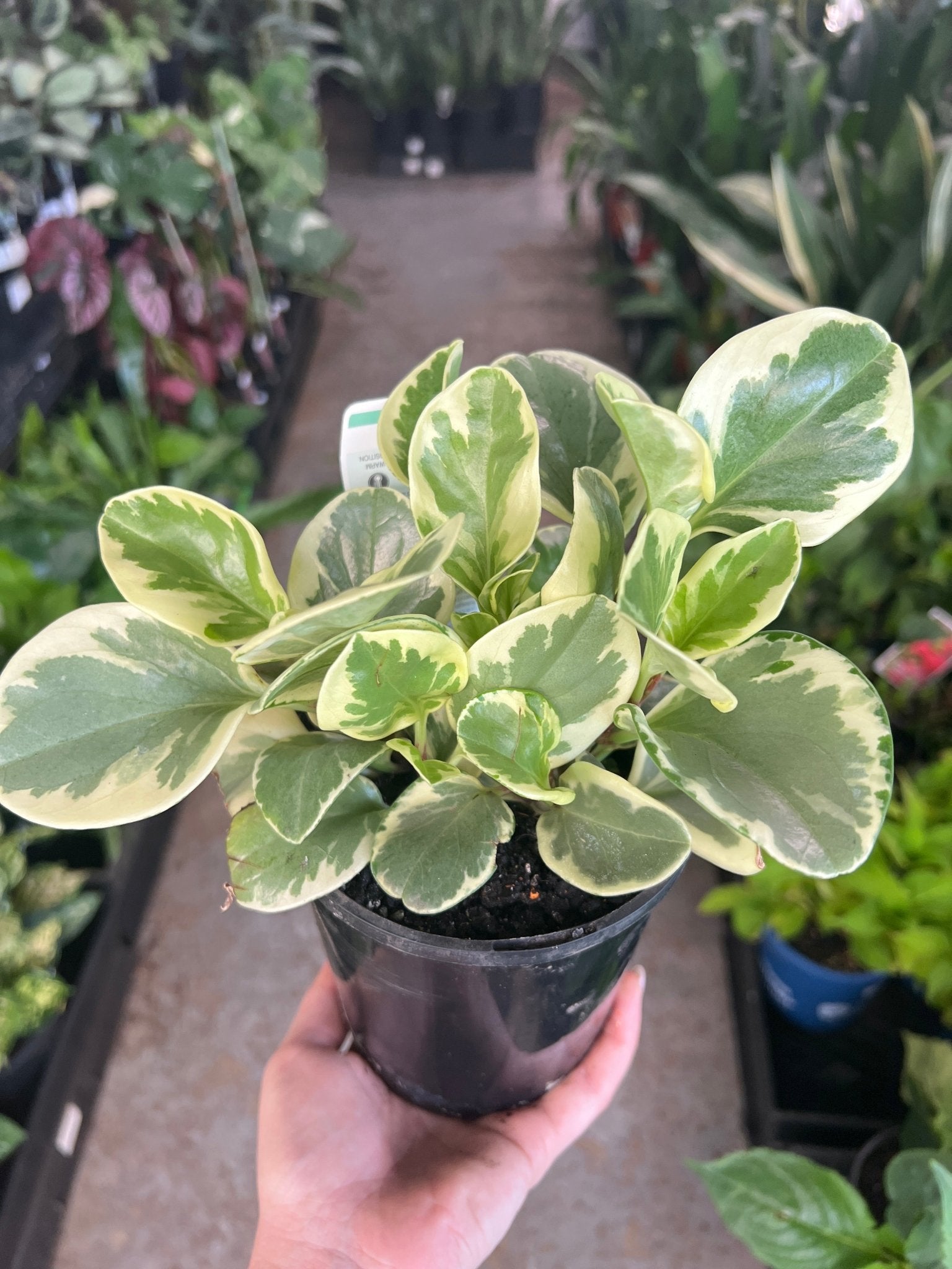 Peperomia Marble (Peperomia obtusifolia) - Ladybird Nursery