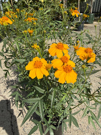 Marigold 'Mexican' (Tagetes lemmonii) - Ladybird Nursery