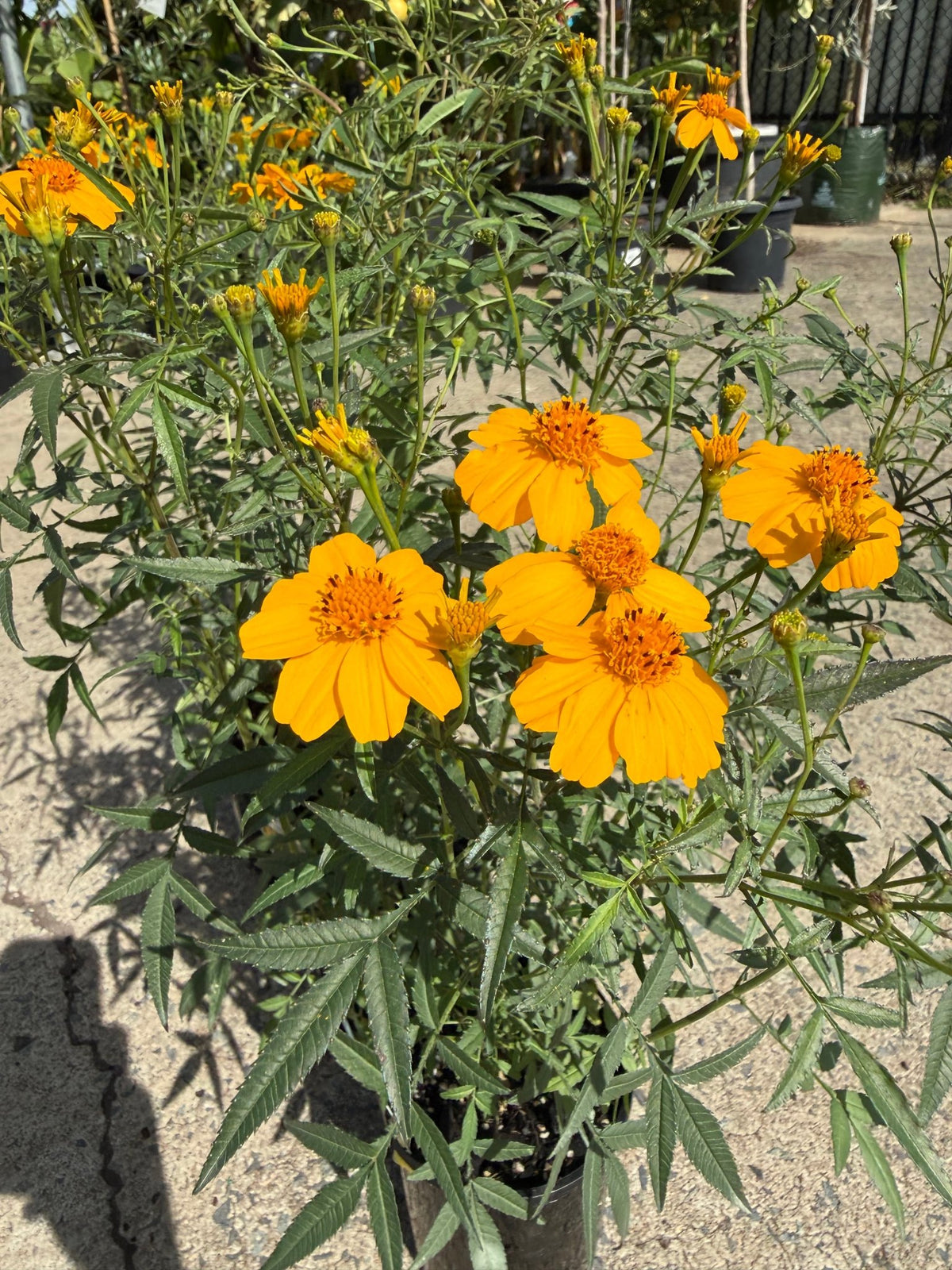 Marigold 'Mexican' (Tagetes lemmonii) - Ladybird Nursery