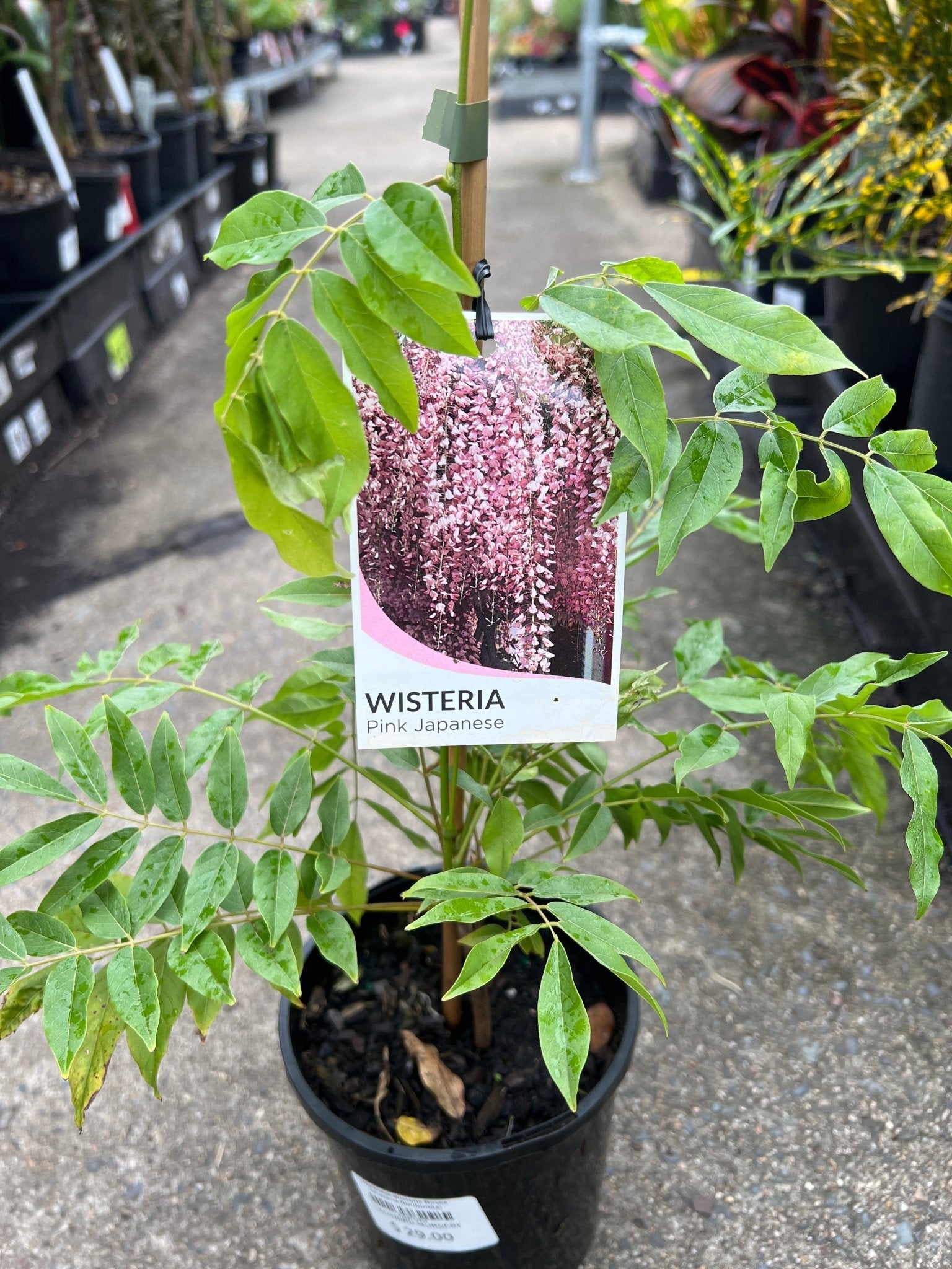 Japanese Wisteria Rosea (Wisteria floribunda) - Ladybird Nursery