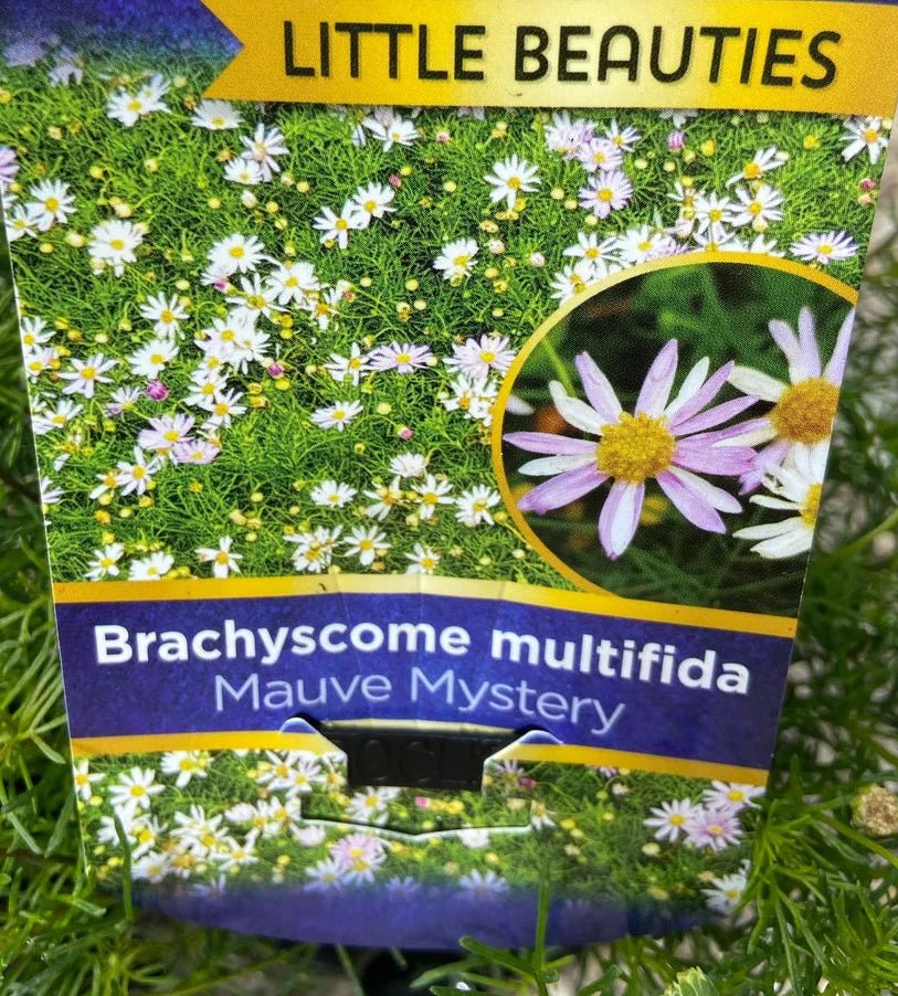 Swan River Daisy 'Mauve Mystery' (Brachyscome multifida) - Ladybird Nursery