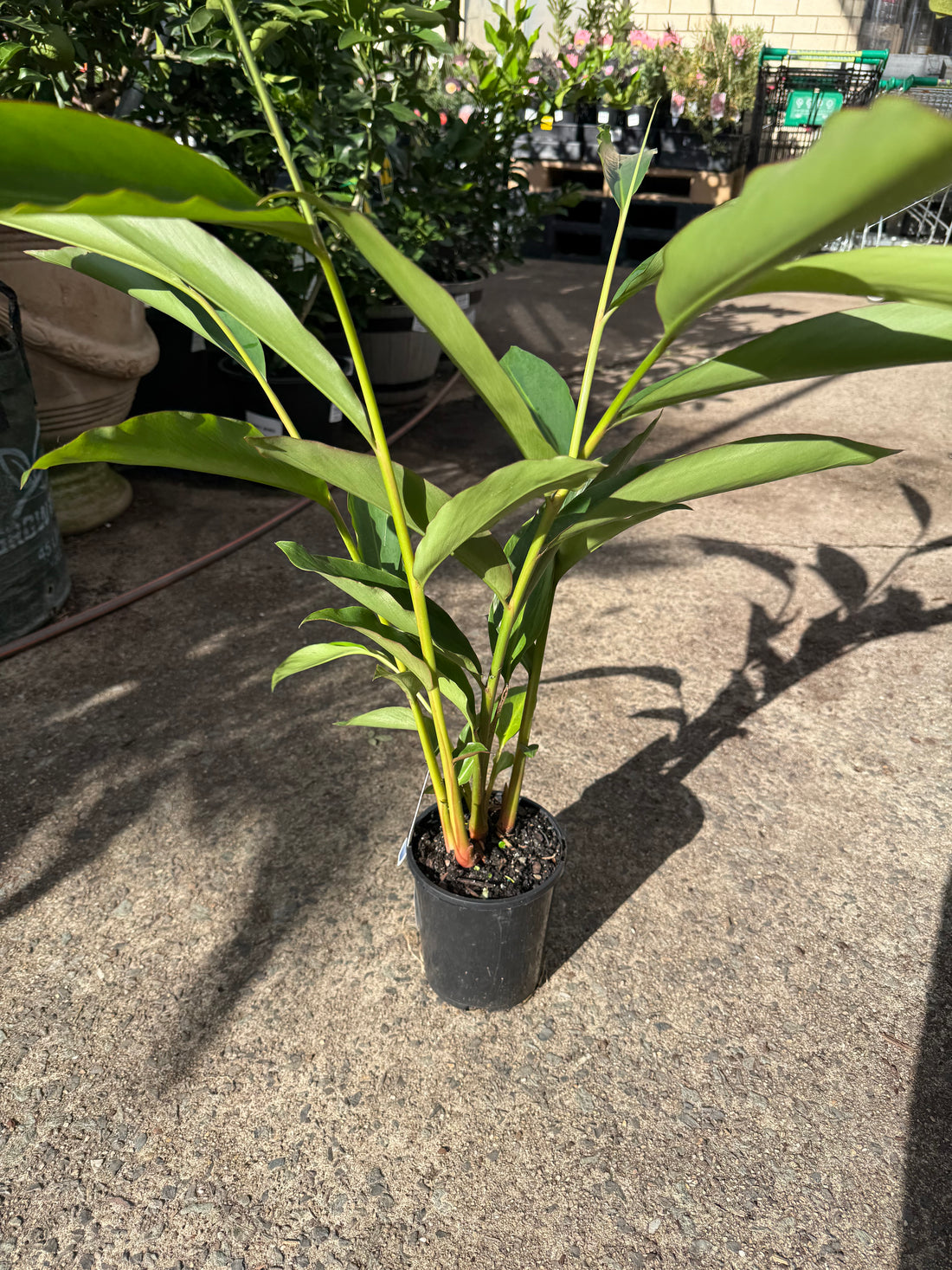 Native Ginger (Alpinia caerulea)