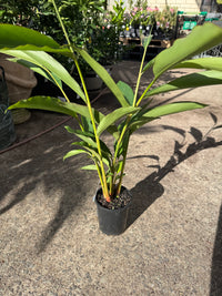 Native Ginger (Alpinia caerulea)
