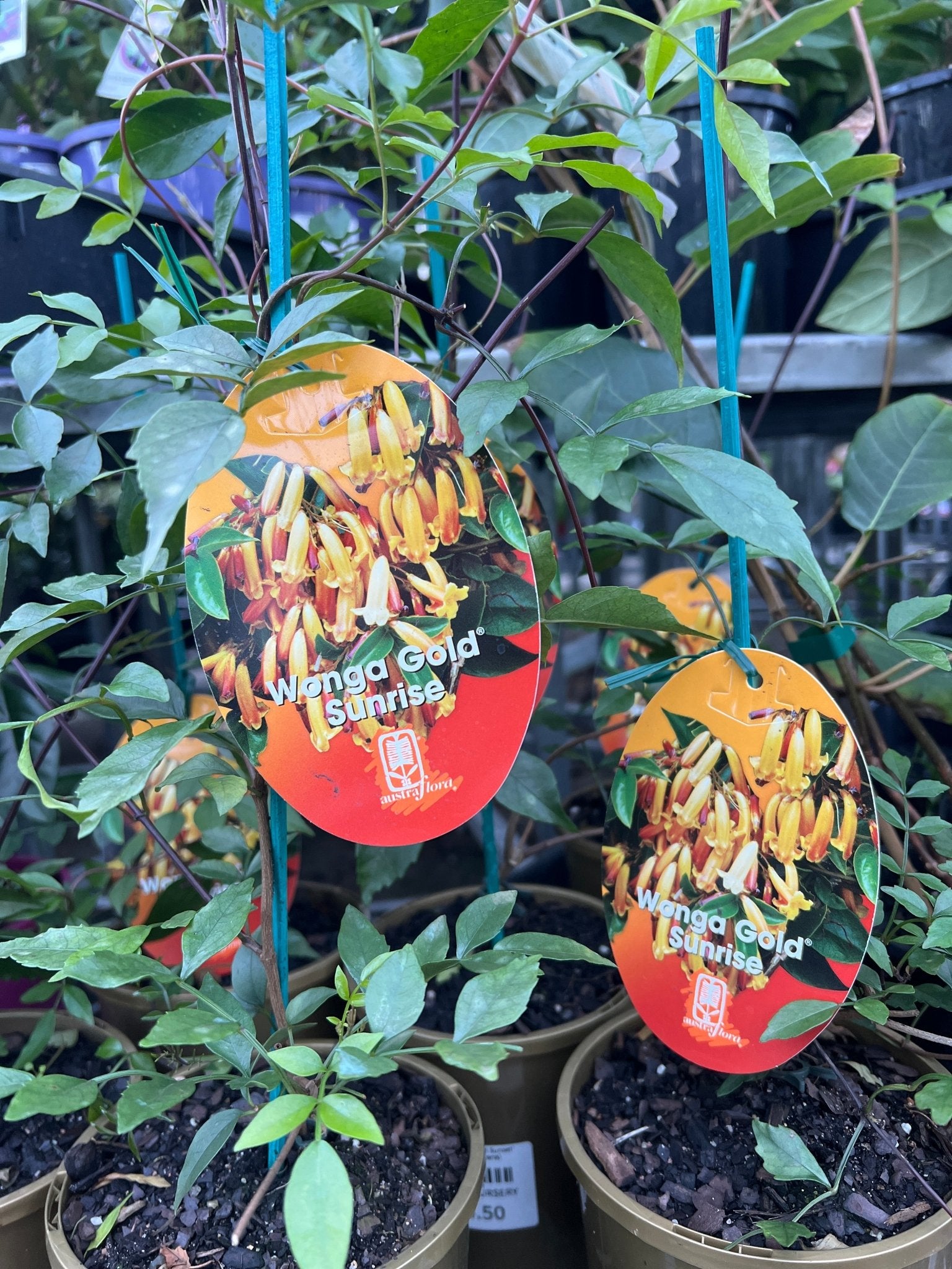 Pandorea 'Wonga Gold Sunset' (Pandorea pandorana) - Ladybird Nursery