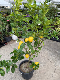 Lemon 'Eureka' - Advanced (PICKUP ONLY) - Ladybird Nursery