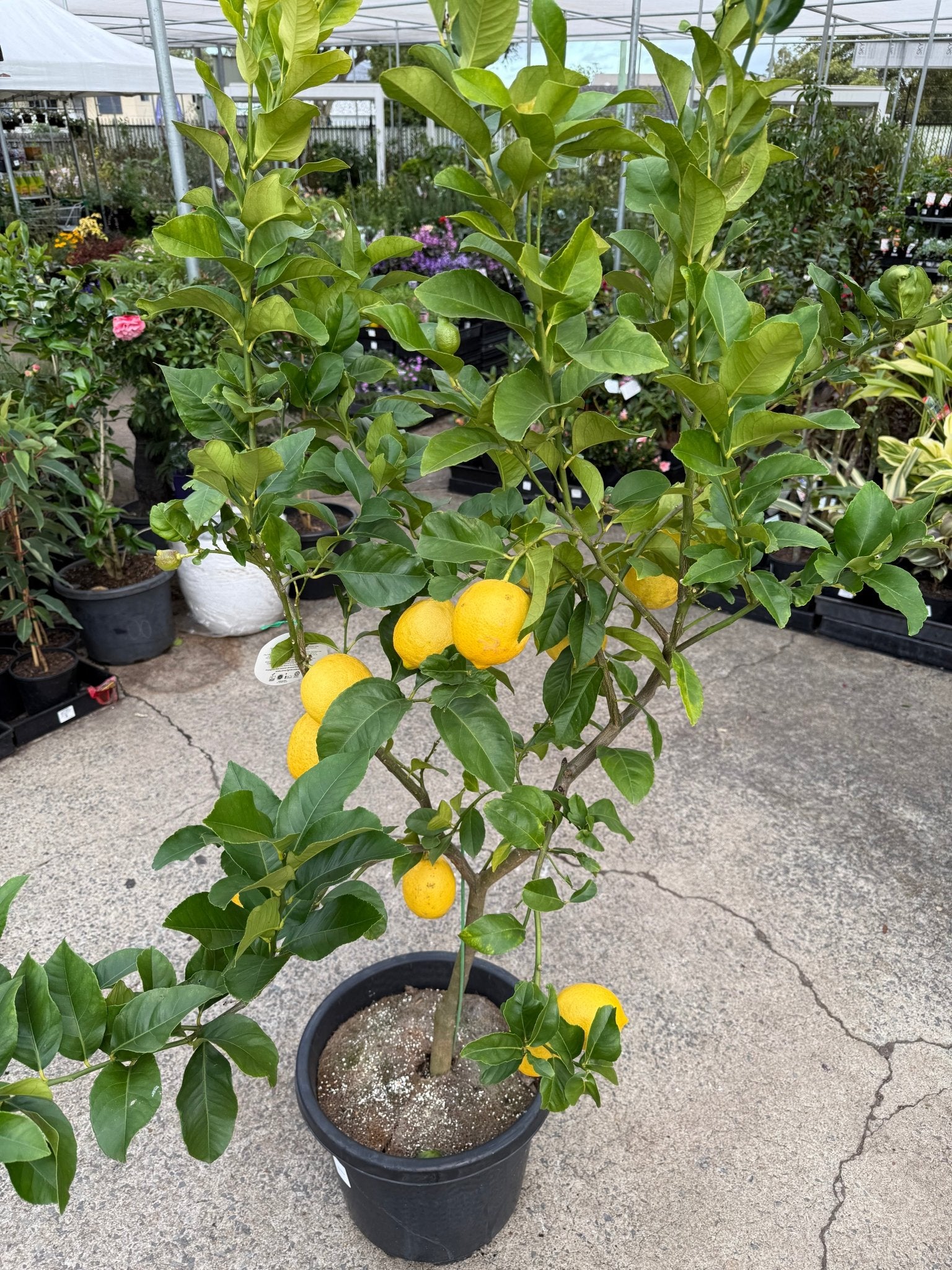 Lemon 'Eureka' - Advanced (PICKUP ONLY) - Ladybird Nursery