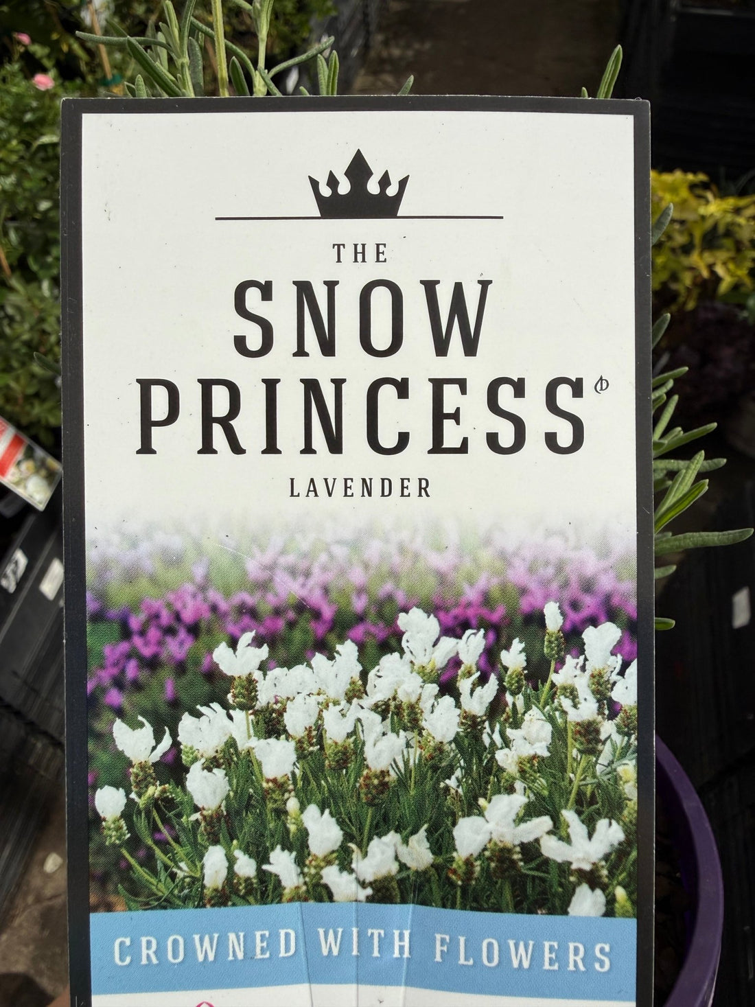 Lavender 'The Snow Princess' (Lavandula hyb.) - Ladybird Nursery