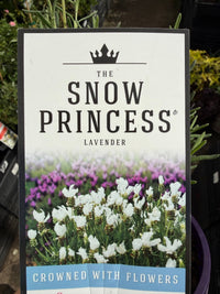 Lavender 'The Snow Princess' (Lavandula hyb.) - Ladybird Nursery