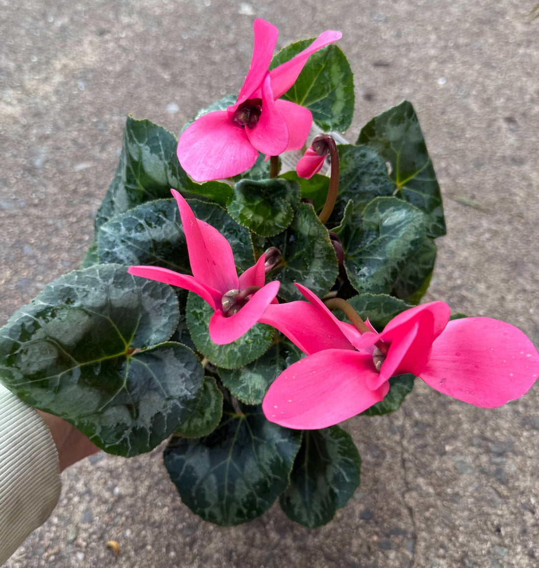 Cyclamen Leopardo Large 'Pink' - Ladybird Nursery