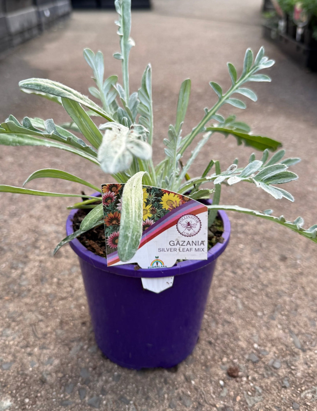 Gazania rigens 'Talent Mix' - Ladybird Nursery
