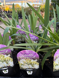 Agapanthus 'Double Diamond' - Ladybird Nursery