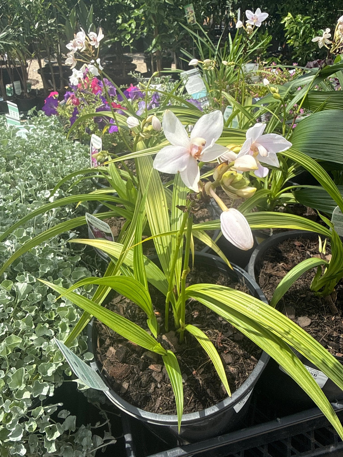 Ground Orchid White (Spathoglottis plicata) - Ladybird Nursery