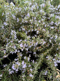Rosemary Prostrate - Large - Ladybird Nursery