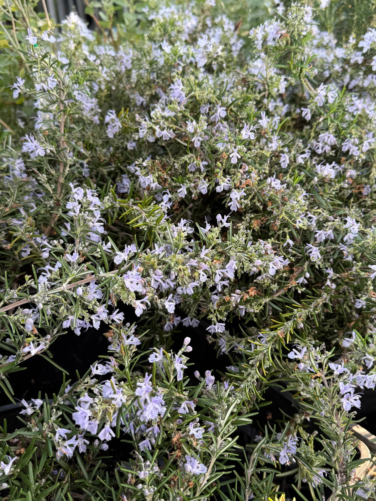Rosemary Prostrate - Large - Ladybird Nursery