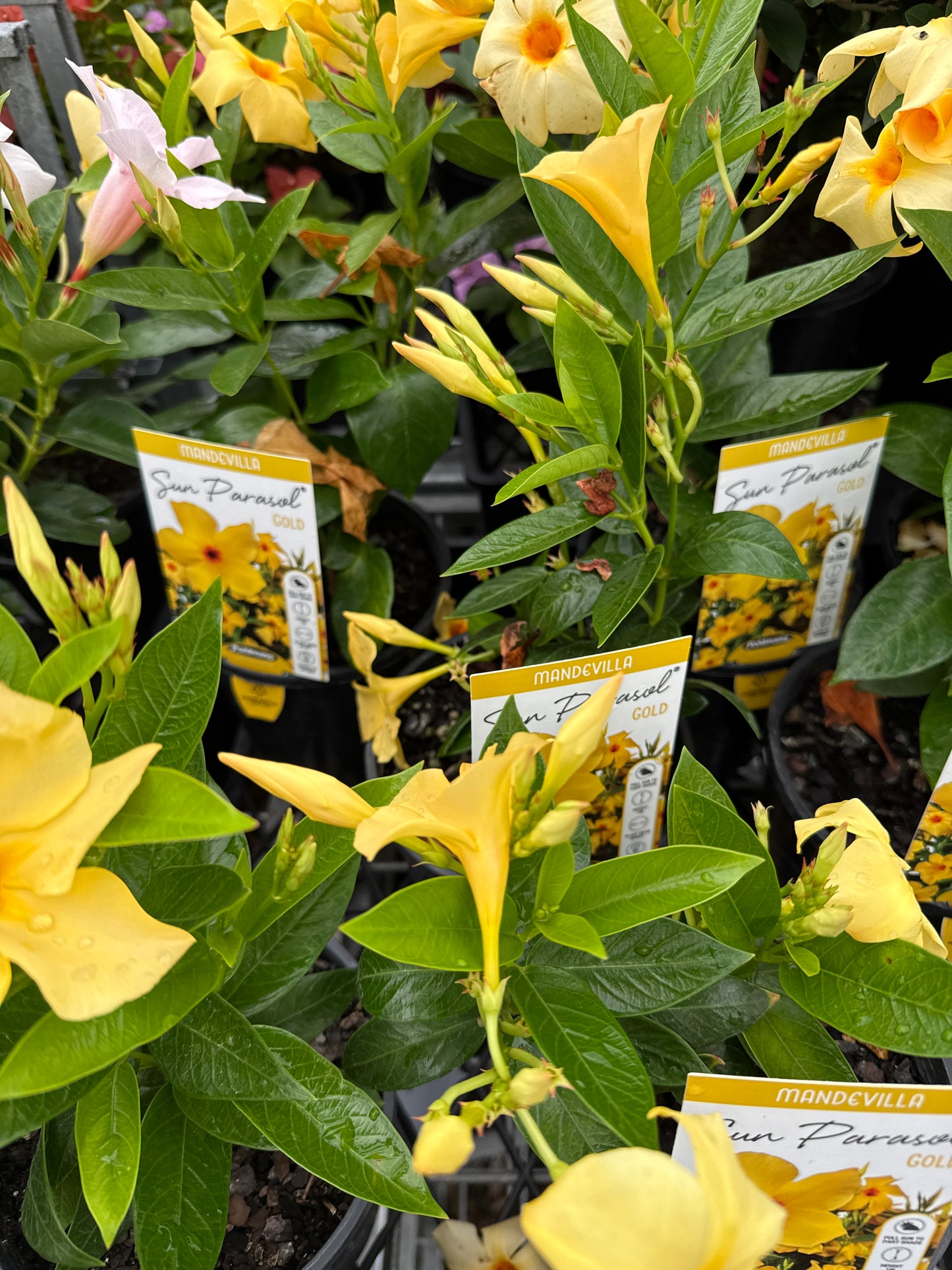 Mandevilla ‘Sun Parasol Gold’