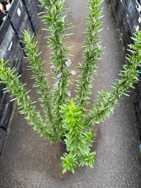 Rosemary 'Tuscan Blue' - Large - Ladybird Nursery