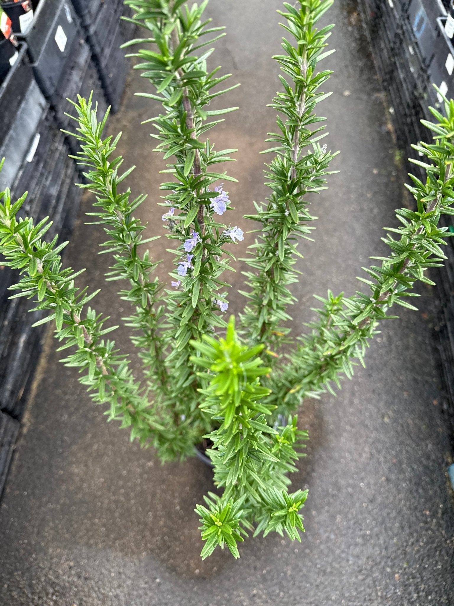 Rosemary 'Tuscan Blue' - Large - Ladybird Nursery