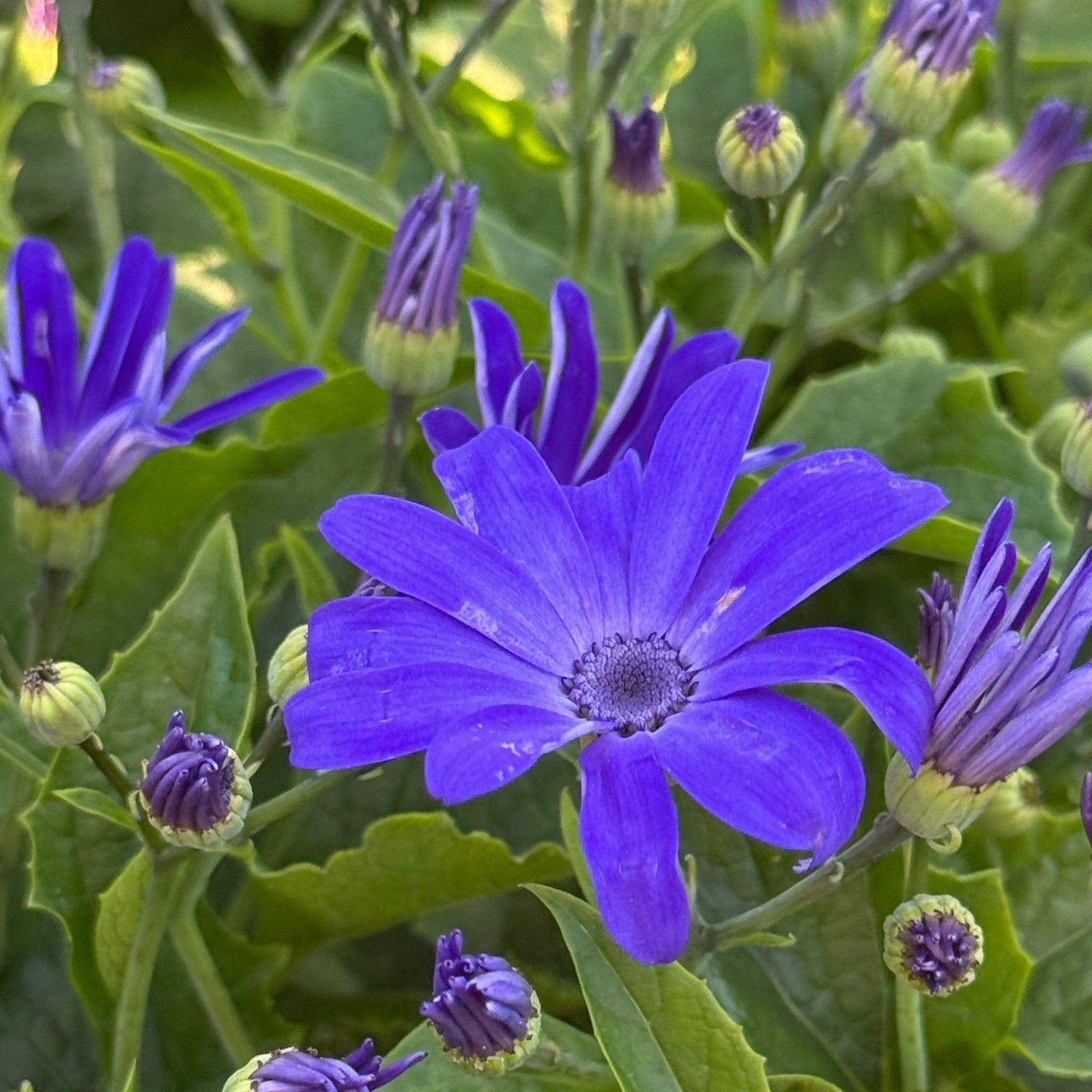 Pericallis (Senecio) Mandala 'Blue Charme' - Ladybird Nursery