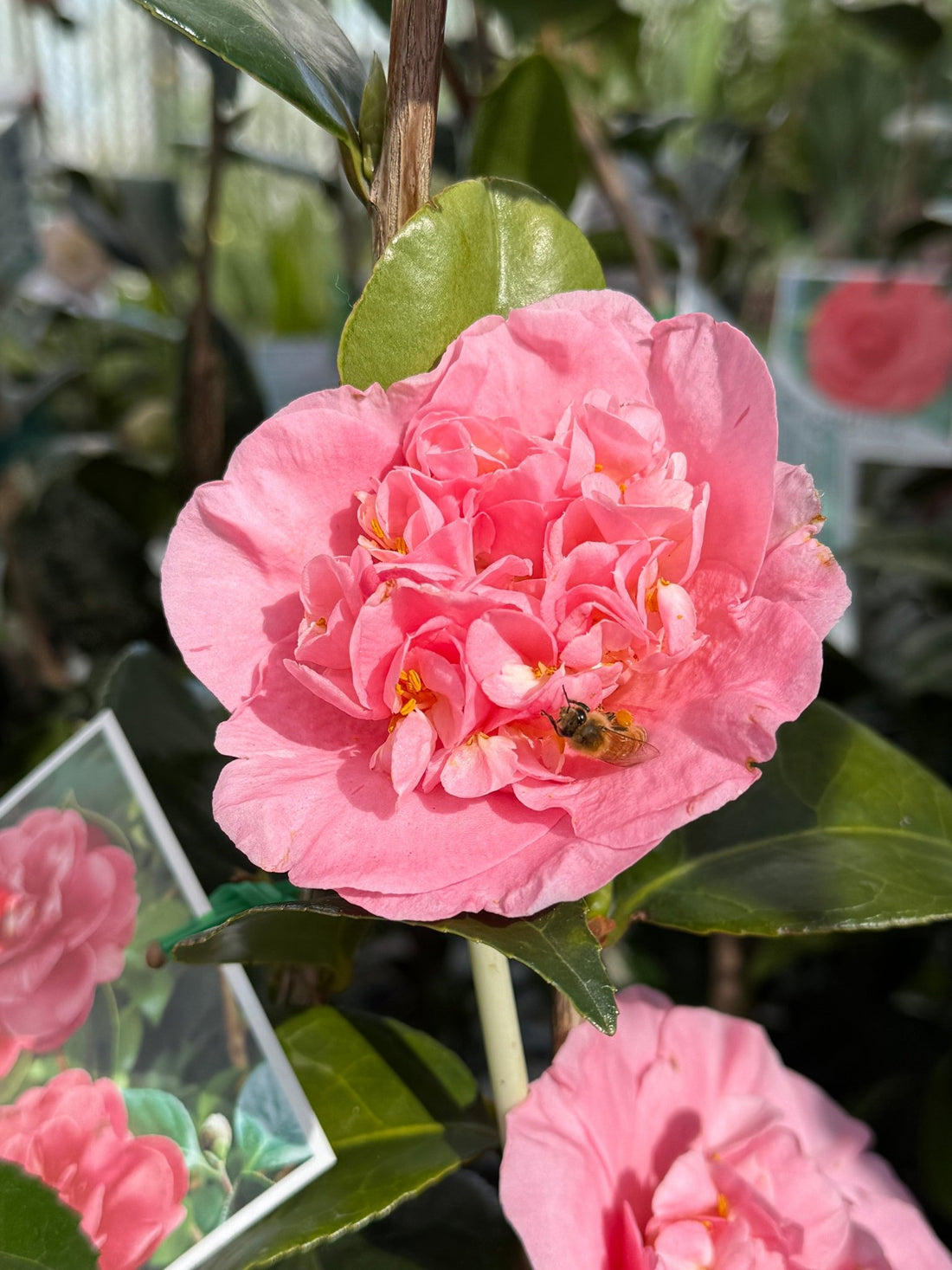 Camellia 'Great Eastern' - Large - Ladybird Nursery