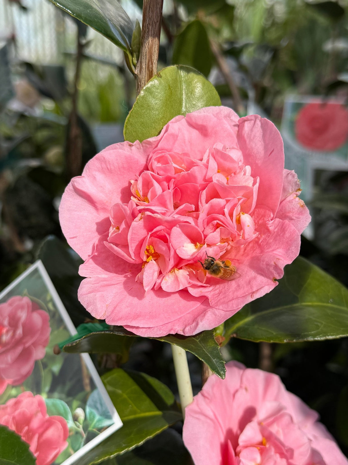 Camellia 'Great Eastern' - Large - Ladybird Nursery