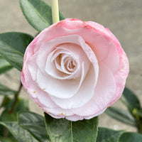 Camellia 'Desire' (Camellia japonica) - Ladybird Nursery