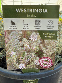Coastal Rosemary 'Smokey' (Westringia fruticosa) - Large - Ladybird Nursery